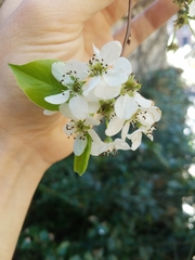 Pyrus