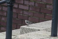 Motacilla alba yarrellii