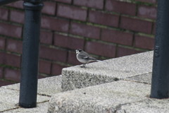 Motacilla alba yarrellii