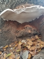 Ganoderma