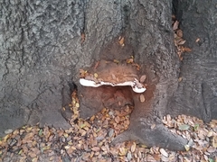 Ganoderma