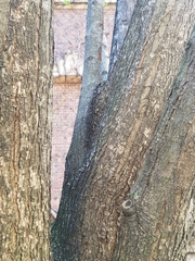 Pyrus