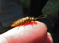 Acantholyda posticalis