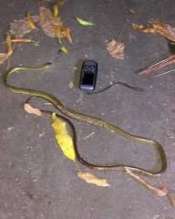 Chironius multiventris