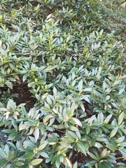 Prunus laurocerasus