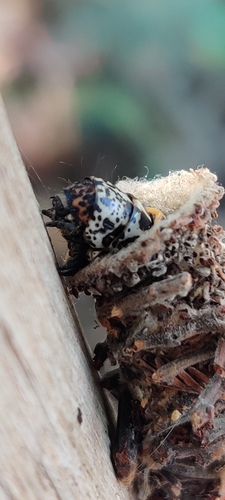 Deborrea malgassa (Deborrea malgassa)