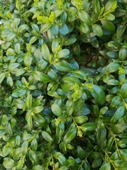 Buxus sempervirens
