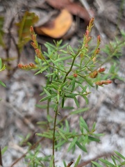 Lechea sessiliflora