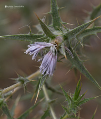 Carthamus boissieri