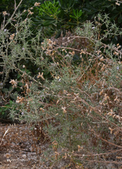 Carthamus boissieri