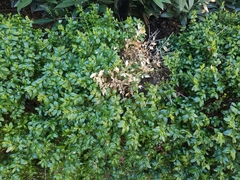 Buxus sempervirens