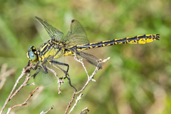 Gomphus graslinii