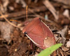 Basicryptus costalis