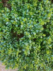 Buxus sempervirens