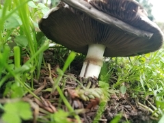 Agaricus