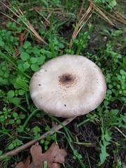 Agaricus