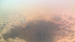 Acarichthys heckelii