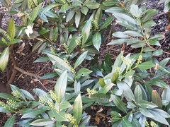 Prunus laurocerasus