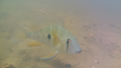 Acarichthys heckelii