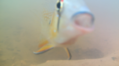Acarichthys heckelii