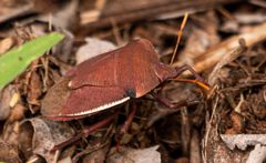 Basicryptus costalis