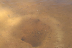 Acarichthys heckelii