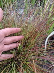 Xyris stenotera