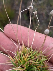 Lachnocaulon