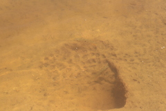 Acarichthys heckelii