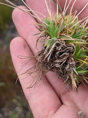 Lachnocaulon