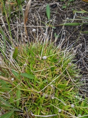 Lachnocaulon