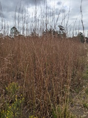 Schizachyrium stoloniferum