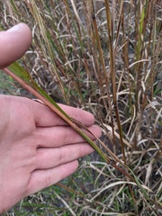 Schizachyrium stoloniferum