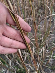 Schizachyrium stoloniferum