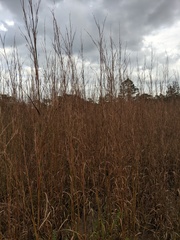 Schizachyrium stoloniferum