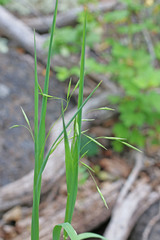 Bromus anomalus