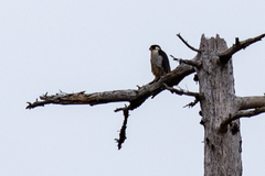 Falco peregrinus pealei