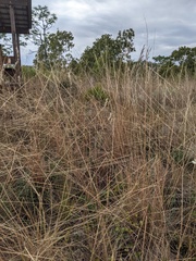 Sorghastrum secundum