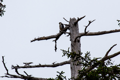 Falco peregrinus pealei
