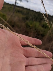 Sorghastrum secundum