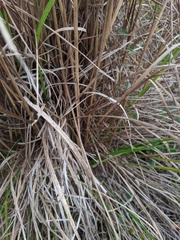 Sorghastrum secundum