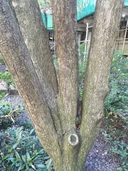 Malus
