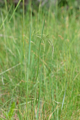 Bromus anomalus