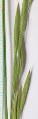 Bromus anomalus