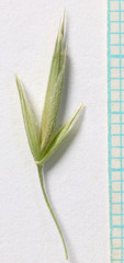 Bromus anomalus