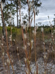 Andropogon tracyi
