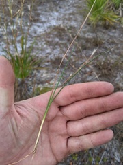 Andropogon tracyi