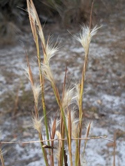 Andropogon tracyi