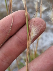 Andropogon tracyi