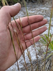 Andropogon tracyi